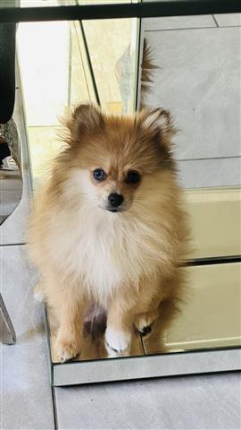 $1350 : Pomerania talla pequeña image 2