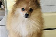 $1350 : Pomerania talla pequeña thumbnail