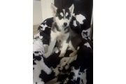 $280 : HUSKY original thumbnail