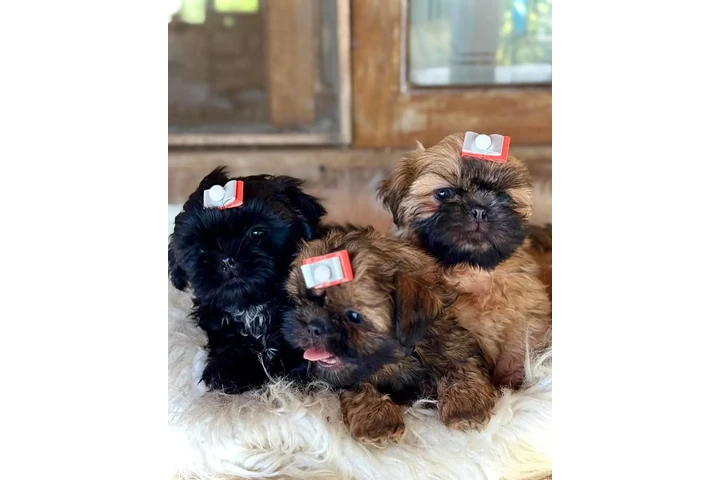 $350 : Cachorros Shihtzu en venta image 5