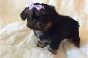 Venta de cachorros shih-tzu en Puebla