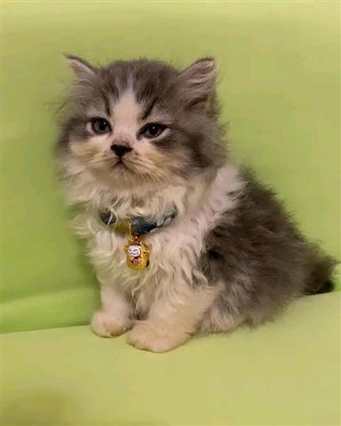 $500 : Adorable Persian Kittens image 1