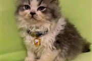 Adorable Persian Kittens en New York