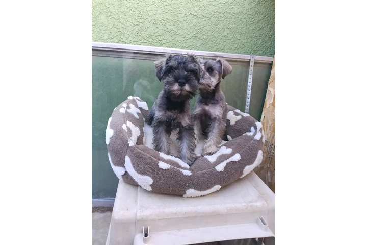 $500 : Schnauzer puppies image 2