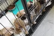 $450 : Pug Puppy Puppies thumbnail