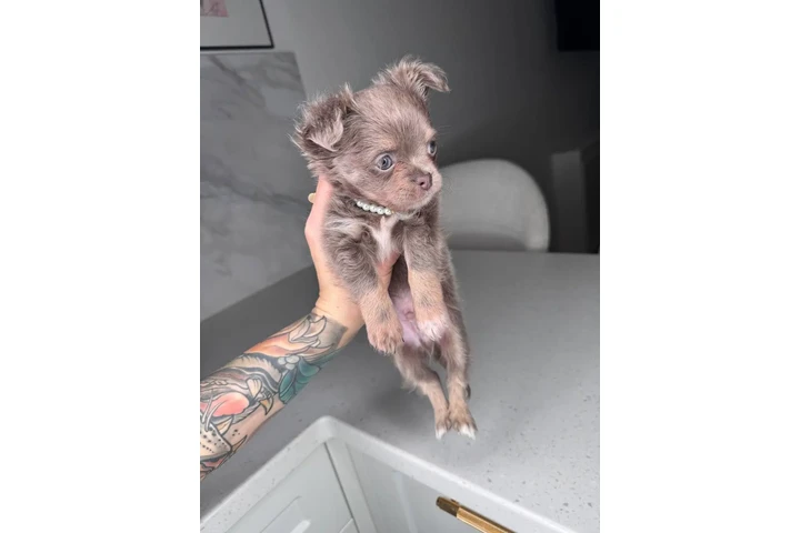 $300 : Teacup Chihuahua puppies image 4