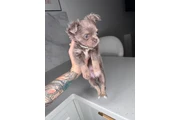 $300 : Teacup Chihuahua puppies thumbnail