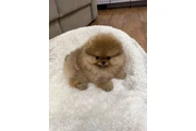 Pomerania en venta en Charlotte