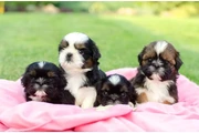 $350 : Cachorros de Shih Tzu thumbnail