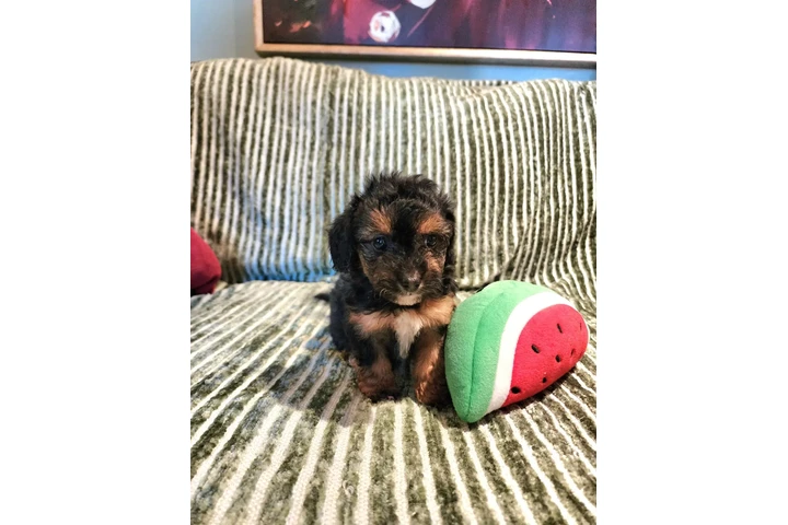 $480 : Perritos Adorables image 4