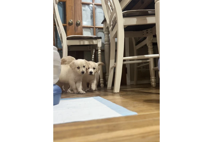 $1000 : Golden puppies image 3