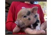 $260 : Mini cerditos en adopción thumbnail