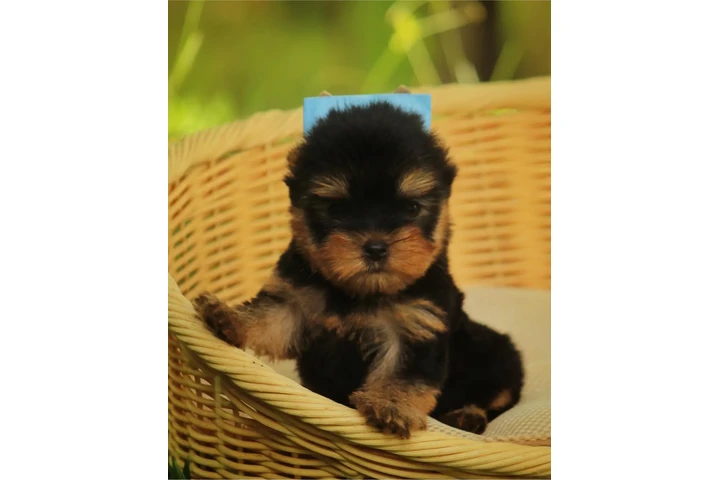 $350 : Yorkshire terrier taza de té image 2