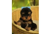 $350 : Yorkshire terrier taza de té thumbnail