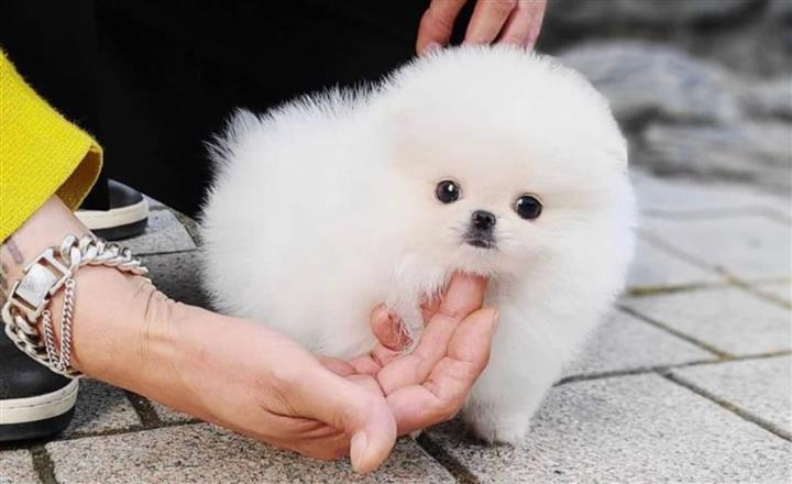 $300 : Cachorro Pomerania image 2