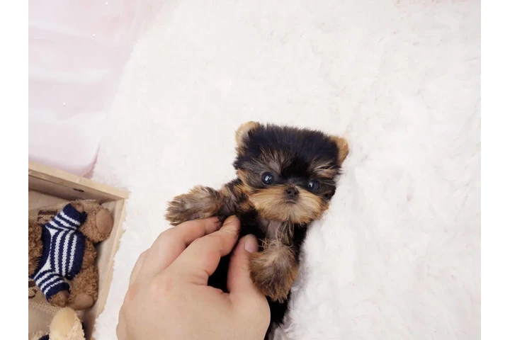 $350 : Micro Yorkie image 2