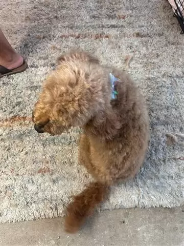Cuidamos de tus mascotas image 5