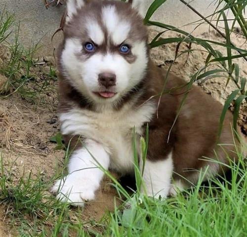 $400 : Siberian Husky image 2