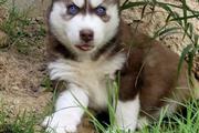 $400 : Siberian Husky thumbnail