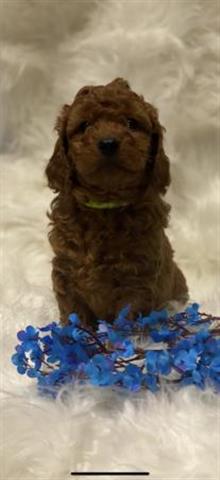 $800 : Beautiful Cavapoo Puppies image 3