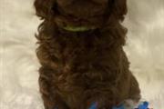 $800 : Beautiful Cavapoo Puppies thumbnail