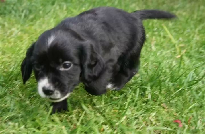 $500 : Cocker Spaniel Pups For Sale image 3