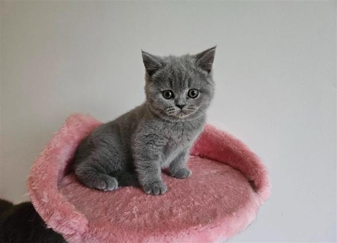 $400 : British Shorthair Kittens image 2