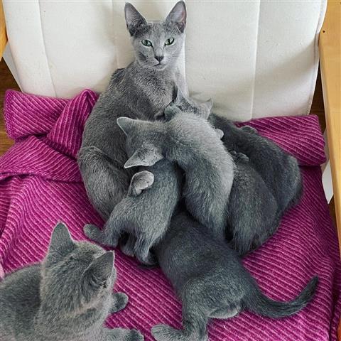 $500 : Russian Blue Kittens For Sale image 2