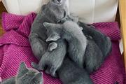 $500 : Russian Blue Kittens For Sale thumbnail