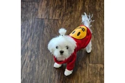 cachorros malteses en Atlanta