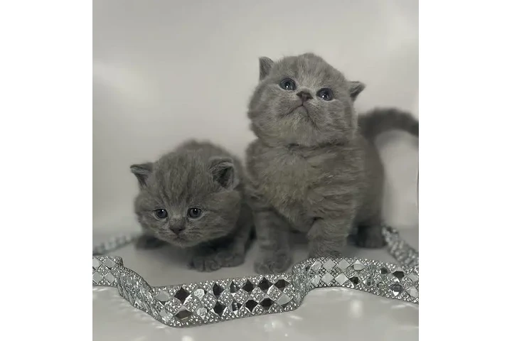 $250 : British Shorthair azul listo image 1