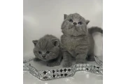 British Shorthair azul listo en Elizabeth
