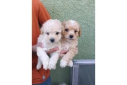 $400 : Maltipoo puppies thumbnail