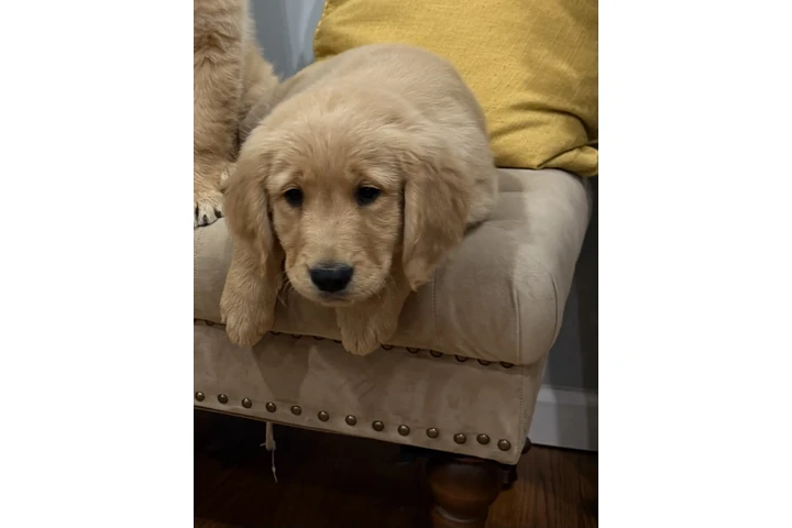 $1000 : Golden retriever image 1