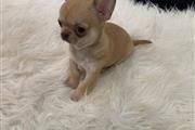 $250 : Chihuahua puppies teacup thumbnail