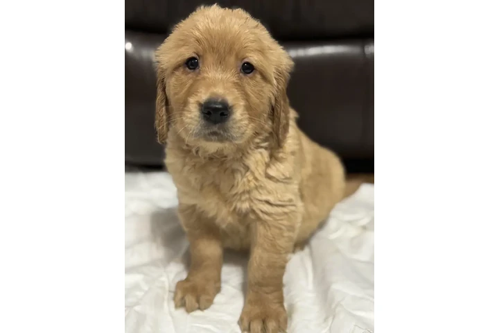 $450 : 3 Precioso golden retriever image 3