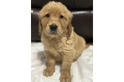$450 : 3 Precioso golden retriever thumbnail