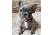 $350 : cachorros de bulldog francés thumbnail