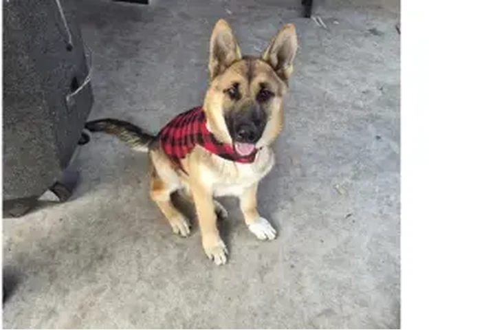 Disponible para ser cruzado image 1