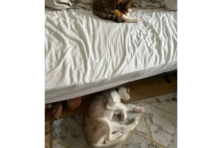 Huskies criados en casa, amiga image 1