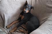 $1200 : Doberman thumbnail