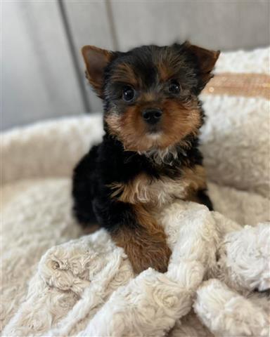 Yorkie puppies for Re-homing image 2
