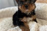 Yorkie puppies for Re-homing thumbnail