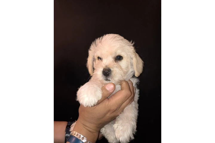 $275 : Cachorros image 2