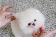 Pomerania en venta en Phoenix