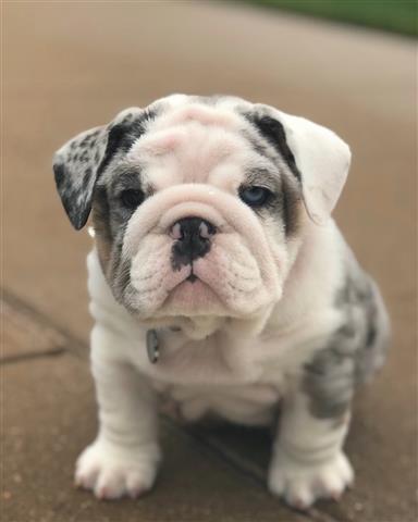 $350 : BULLDOG INGLÉS EN VENTA image 3