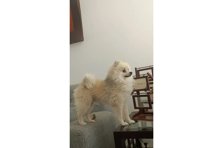 $8000 : Perro pomerania image 3
