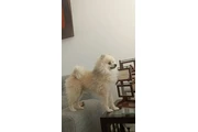 $8000 : Perro pomerania thumbnail