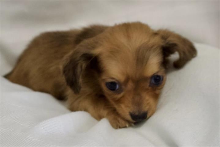 $350 : Dachshund puppies for adoption image 1