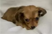 Dachshund puppies for adoption